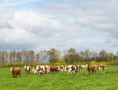 /album/de-scheerskamp-in-beeld/a2017-04-13descheerskamptonrothengatter30-jpg/