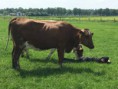 /album/de-scheerskamp-in-beeld/img-4522-jpg/